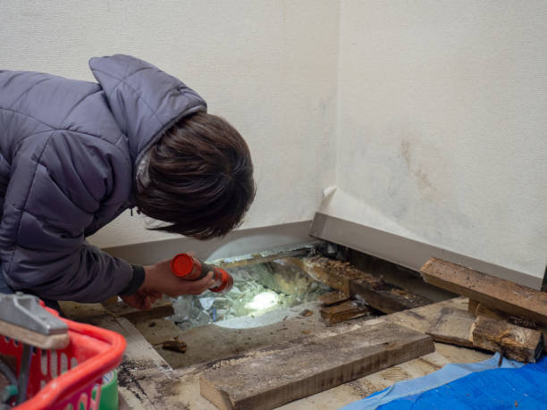  Hampton, IA Mold Removal Pros