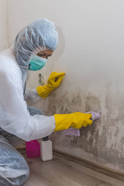 Best Black Mold Removal  in Hampton, IA